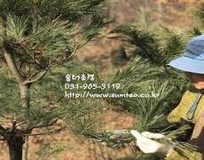 수목전지전문, 소나무전지