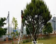 조경관리 소나무반송전지 작업