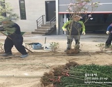 수목식재(조경수식재)