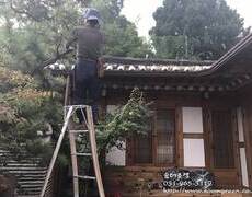 조경관리 한옥주택 소나무전지
