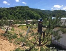 소나무전지