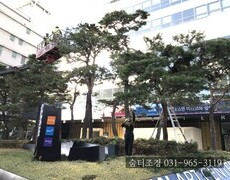 소나무전지 작업