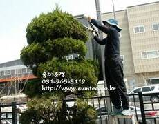 조경관리업체, 향나무전정, 수목전정