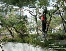 주차장 소나무전지 