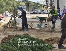 조경공사(조경수 식재)