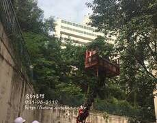 수목전지(나무제거,나무전지)