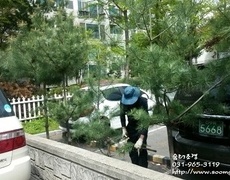 조경관리, 주차장 나무가지치기 