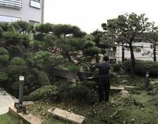 단독주택 마당 소나무전지 작업