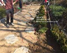 조경공사현장 디딤석시공, 회양목식재
