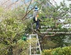 소나무전지, 회사조경관리