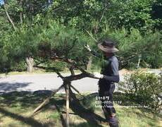 소나무전지업체  조경관리 