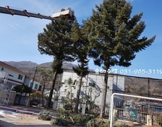 학교나무전지 구상나무전지 수목전지작업