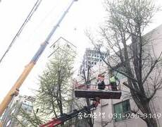 수목전지 나무제거 작업현장