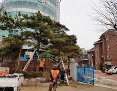수목전지잘하는업체 학교수목전지 