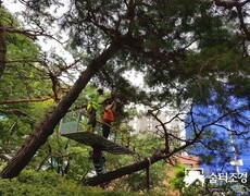 관공서소나무전지 수목관리 작업 현장 