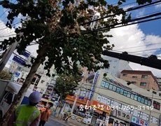 가로수나무제거 수목전지잘하는곳