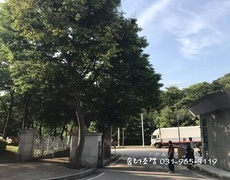 수목제거 위험목제거 관공서 나무벌목작업 