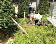 회양목  영산홍  철쭉식재 조경공사