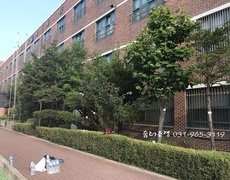학교수목전지 향나무전지 수목관리 작업