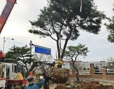 소나무식재 조경공사 작업현장