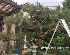 단독주택 별장 소나무전지 (조경관리)