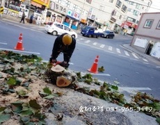 가로수 나무제거 수목제거