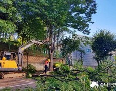회사 주차장 느티나무 벌목공사 수목제거 작업