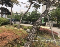 관공서 소나무진단 조경관리 현장