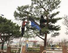 소나무전지 수목전지 작업현장