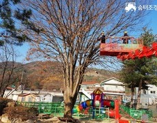 학교 놀이터 느티나무전지 수목 가치지기 작업 