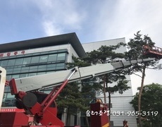 관공서 소나무전지 수목전지작업 현장