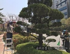 관공서 향나무전지 수목전지 작업