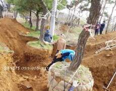 수목굴취 이식공사 소나무 조경식재공사
