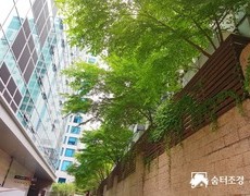 회사 울타리 담장 단풍나무 전지작업
