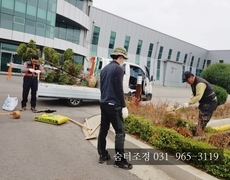 회사 화단 정원 나무철거 향나무심기 작업