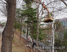 주차장 위험한나무 고사된 나무제거 및 처리현장