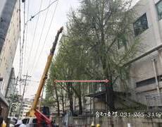 위험목제거 벌목작업 공사