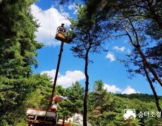 소나무전지 장송 수목전지 작업 