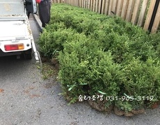 회양목식재 준공조경수 화단조경공사
