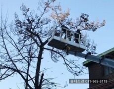 주택 담장 위험목제거