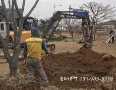 조경식재공사 소나무조경 굴취 및 이식공사