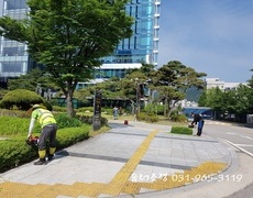 조경관리 철쭉 영산홍 회양목 수목전지, 조경관리업체