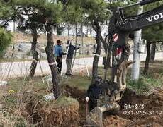 조경식재공사 소나무이식,굴취공사
