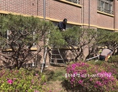 학교 소나무전지 반송전지 작업