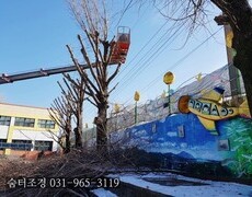 학교은행나무전지 나무제거 조경전문업체