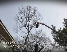 위험목제거 나무전지잘하는곳