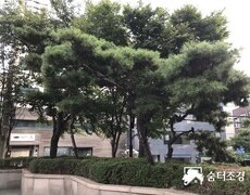 회사 빌딩 주차장 소나무전지 작업 현장