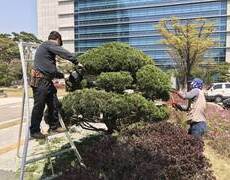 향나무전지 관공서 청사 조경관리