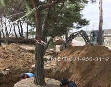조경식재공사 소나무굴취 이식공사