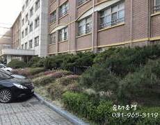 소나무전지 학교수목전지 작업
